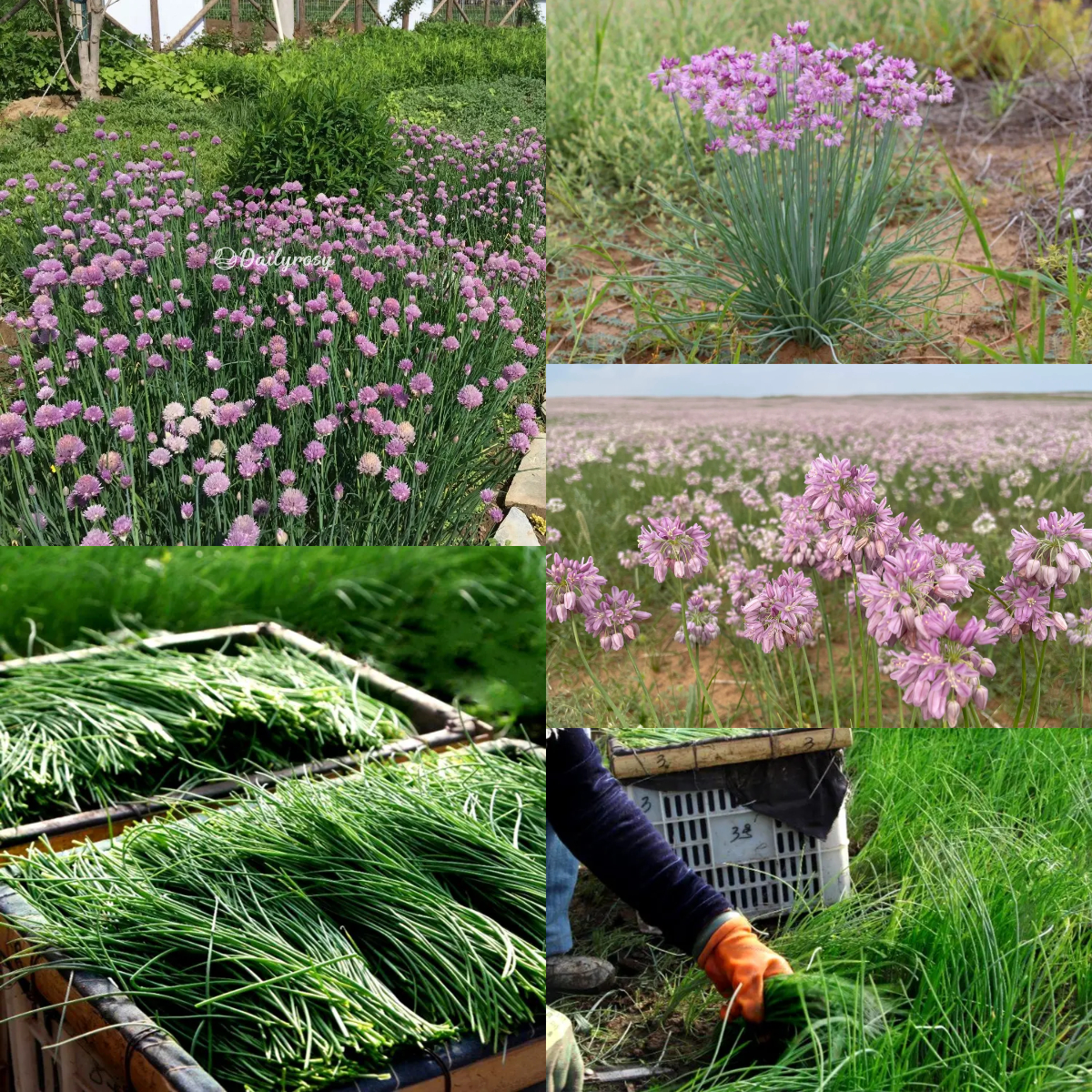 🌿 Wild Onion Seeds (Allium polyrhizum) 🌍 Exotic Flavor, Year-Round Harvest!