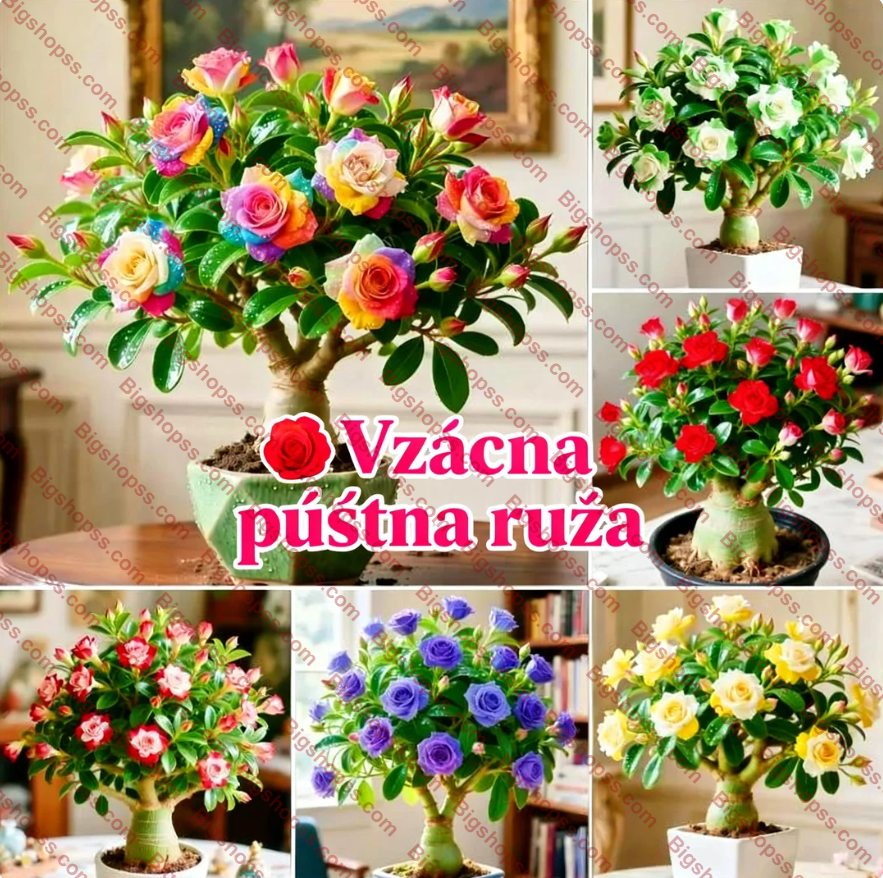 🌵 Semená vzácnej púštnej ruže🌺Ľahko sa pestuje