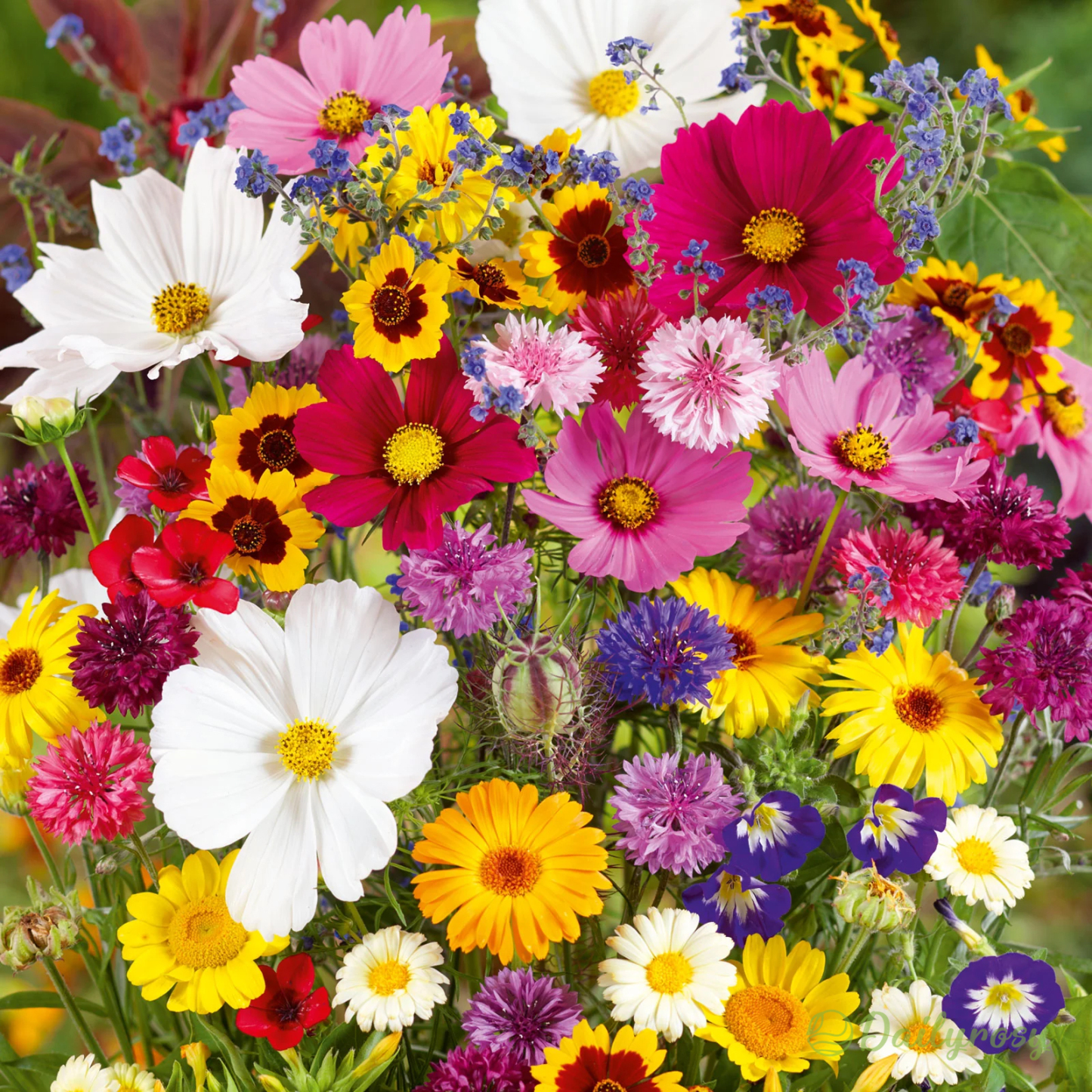 Mixed Perennial Flowers Seeds-Over 60 kinds mixed