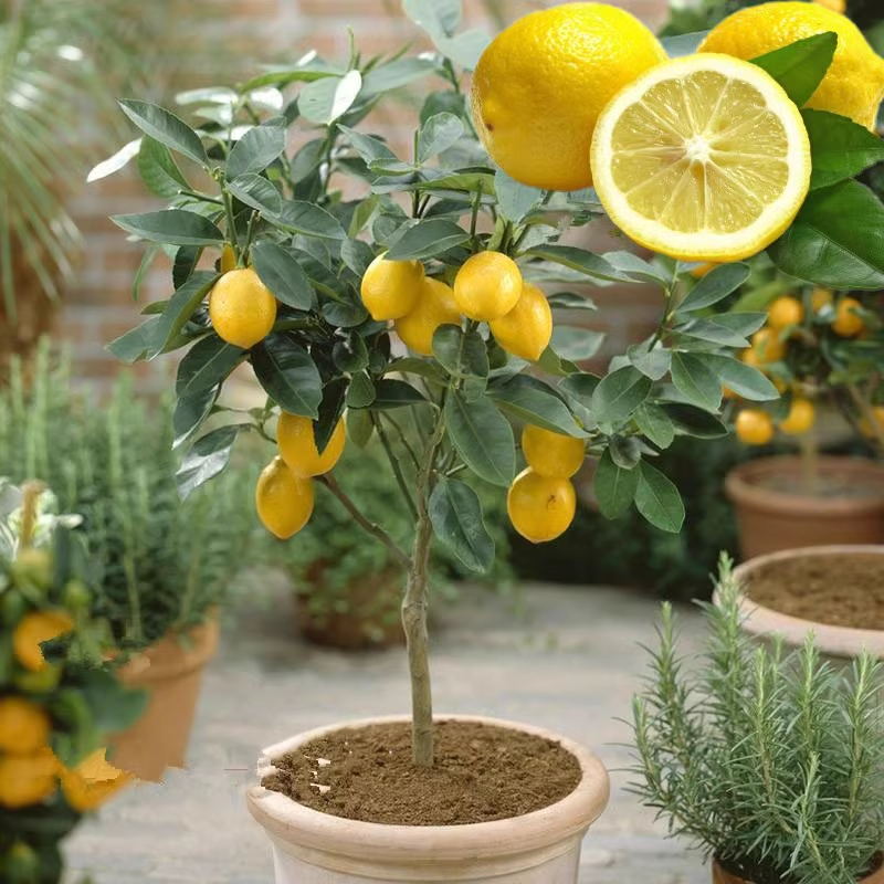 🌿 Bonsai Perfume Lemon 🍋 Grow Your Own Fragrant Mini Citrus Tree! ✨🌱