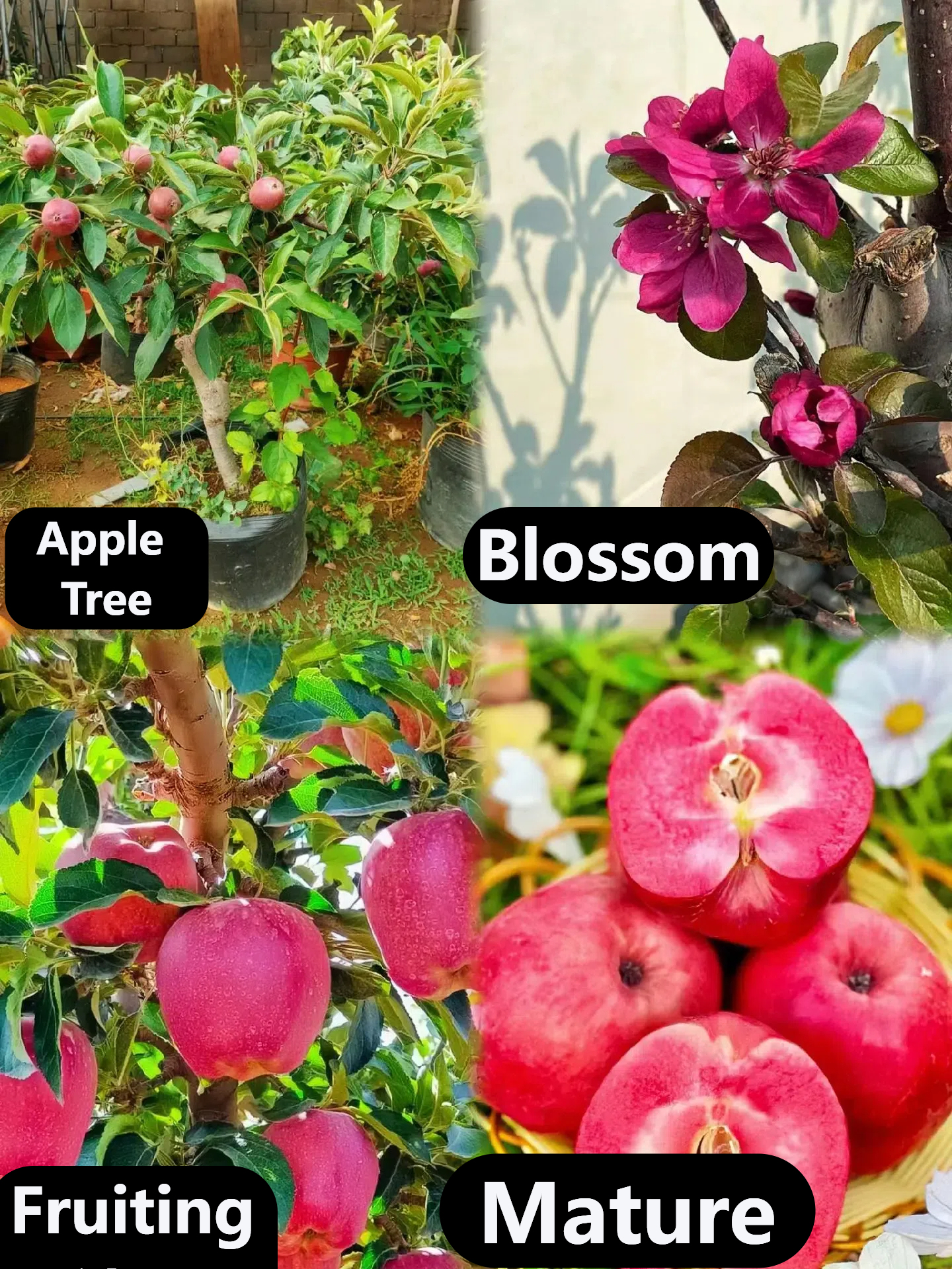 Redlove Red Flesh Apple Tree Seeds-🍎Potted or ground plants