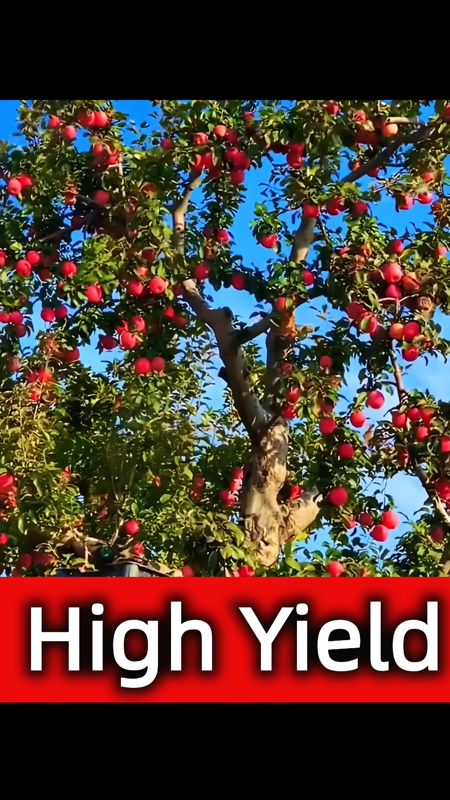 Redlove Red Flesh Apple Tree Seeds-🍎Potted or ground plants