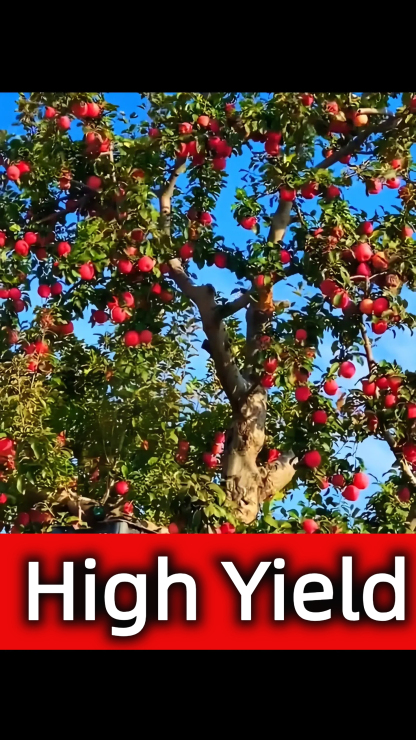 Redlove Red Flesh Apple Tree Seeds-🍎Potted or ground plants