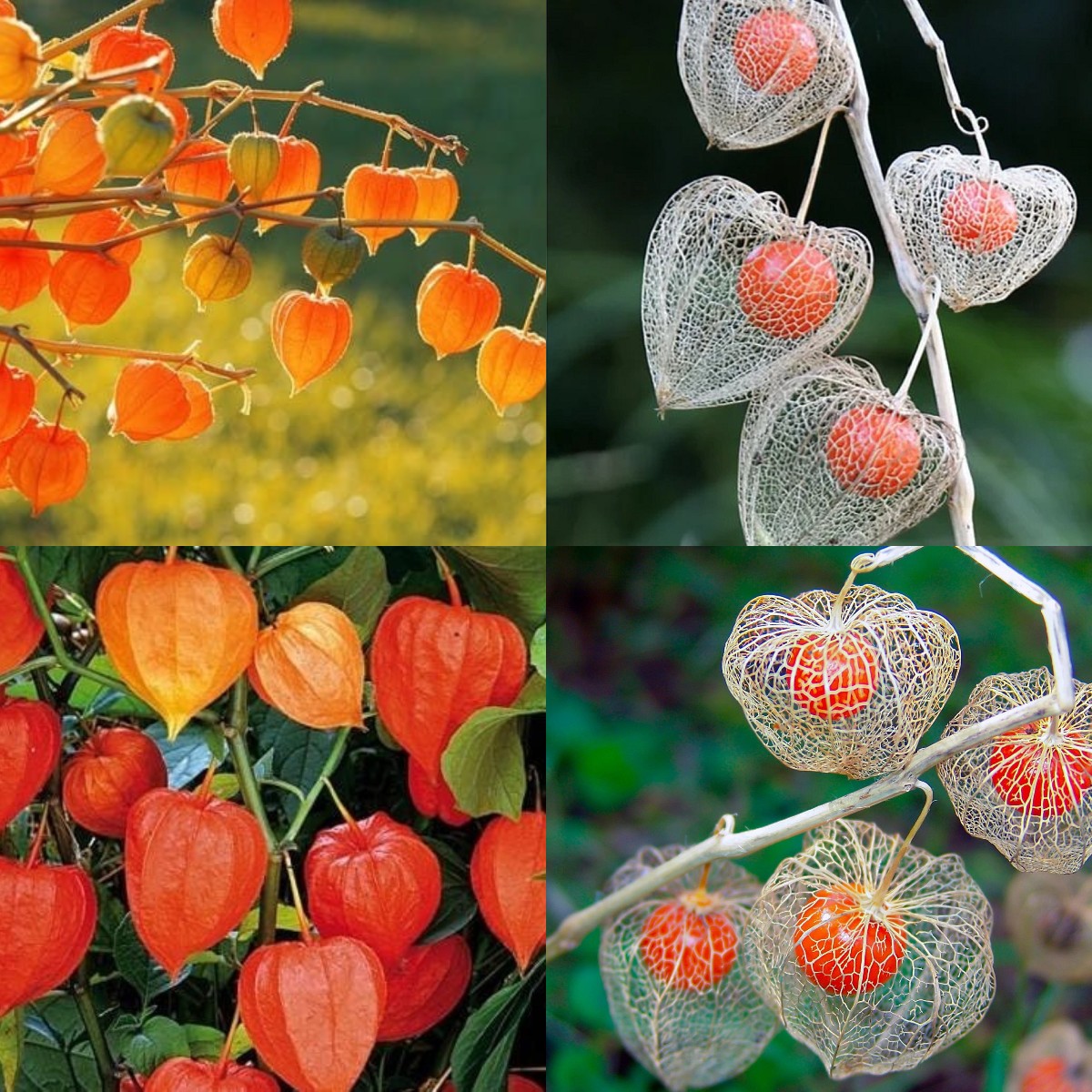Physalis alkekengi，Strawberry groundcherry，Winter Ground Cherry - Chinese Lantern Seeds