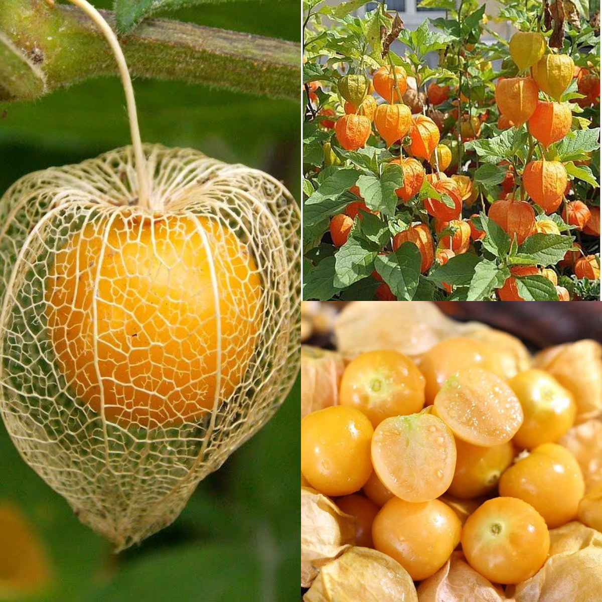 Physalis Peruviana Fruit-Lantern Fruit Seeds