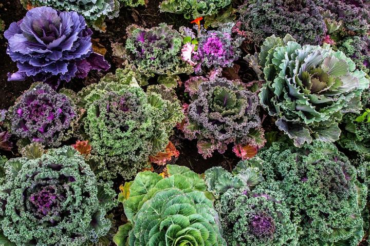 Kale Tree-King Of Vegetables