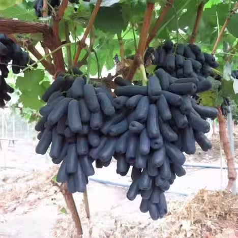 Seedless Sapphire Grapes Seeds