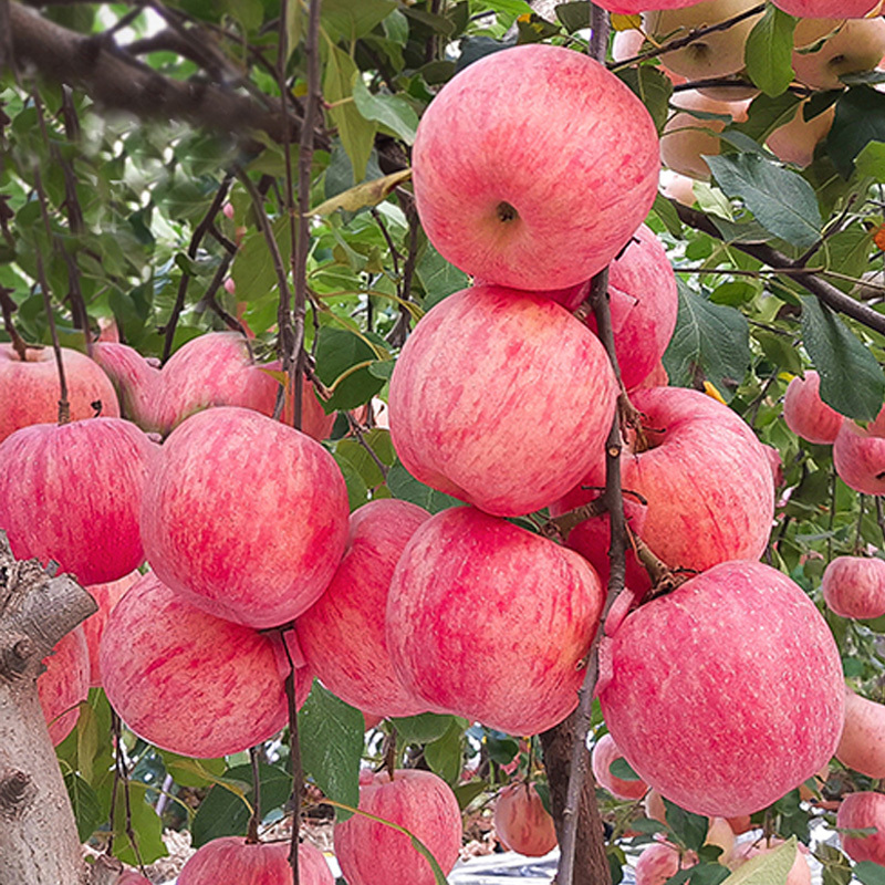 Bonsai Apple Seeds 🌱 Dwarf Apple Tree 🌳 Balcony Fruits 🍎