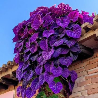 Purple Heart Vine Seeds🌿💜