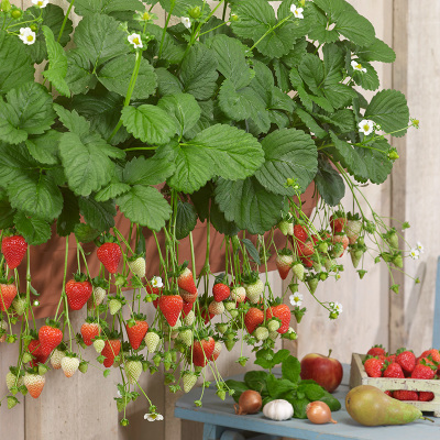 All-season Strawberry Seeds 🍓EverBloom Berries
