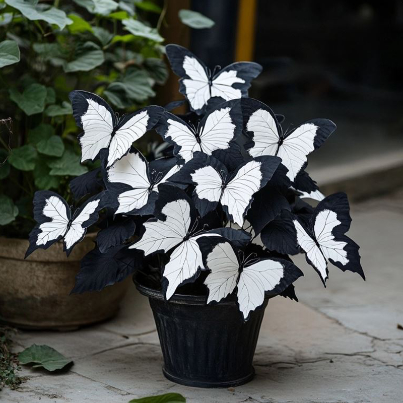 🦋Лунна пеперуда Бегония семе