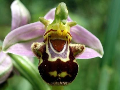 Редките семена Ophrys Apifera (🐝Смееща се пчелна орхидея)