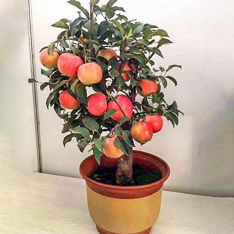 Bonsai Apple Seeds 🌱 Dwarf Apple Tree 🌳 Balcony Fruits 🍎