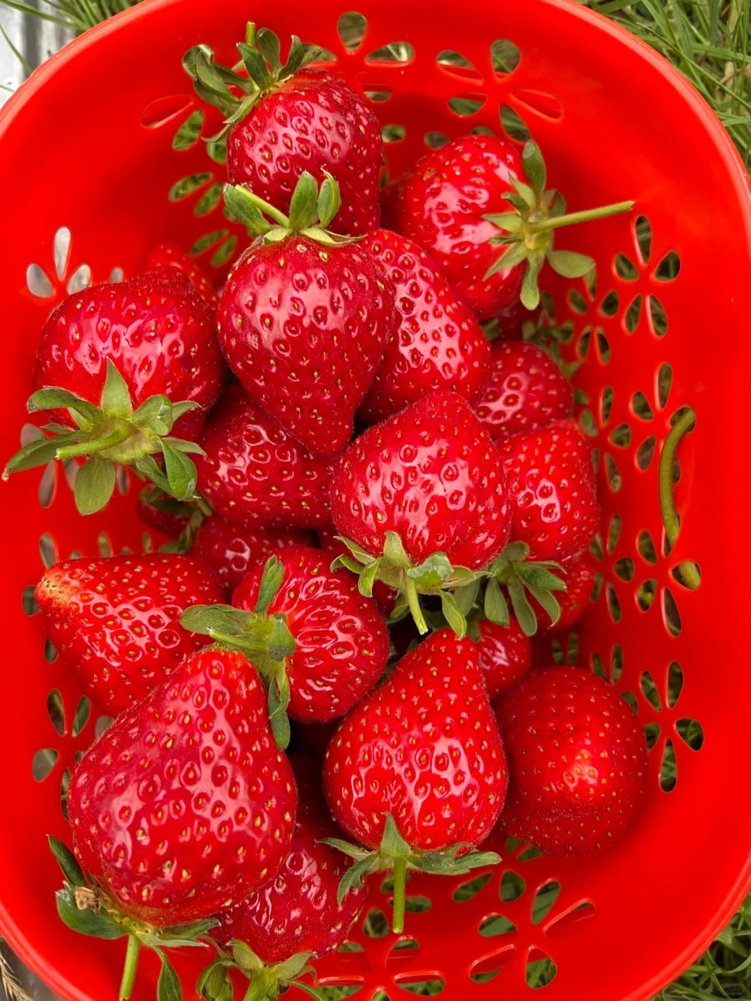 Нови оферти🍓Семена за саксийно растение джудже ягода