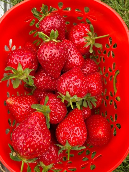 Нови оферти🍓Семена за саксийно растение джудже ягода