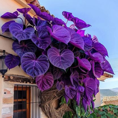 Purple Heart Vine Seeds🌿💜
