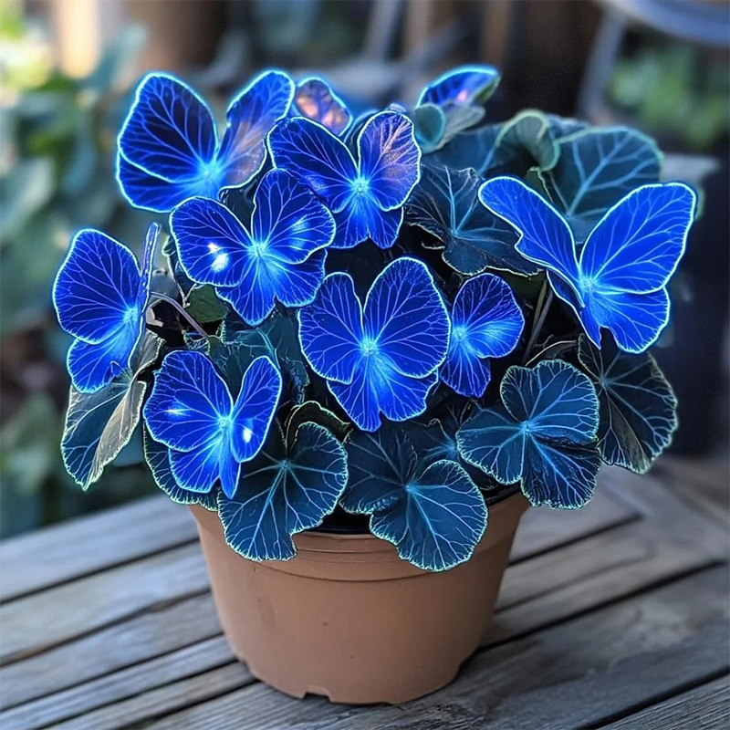 🦋Лунна пеперуда Бегония семе