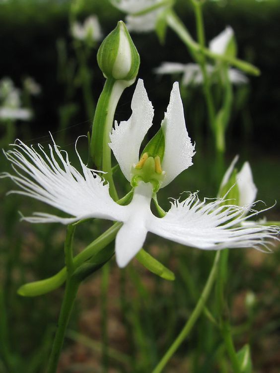 White Dove/Egret Flower Seeds