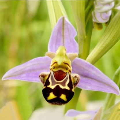 Редките семена Ophrys Apifera (🐝Смееща се пчелна орхидея)