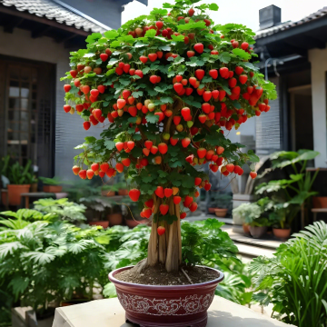 Нови оферти🍓Семена за саксийно растение джудже ягода