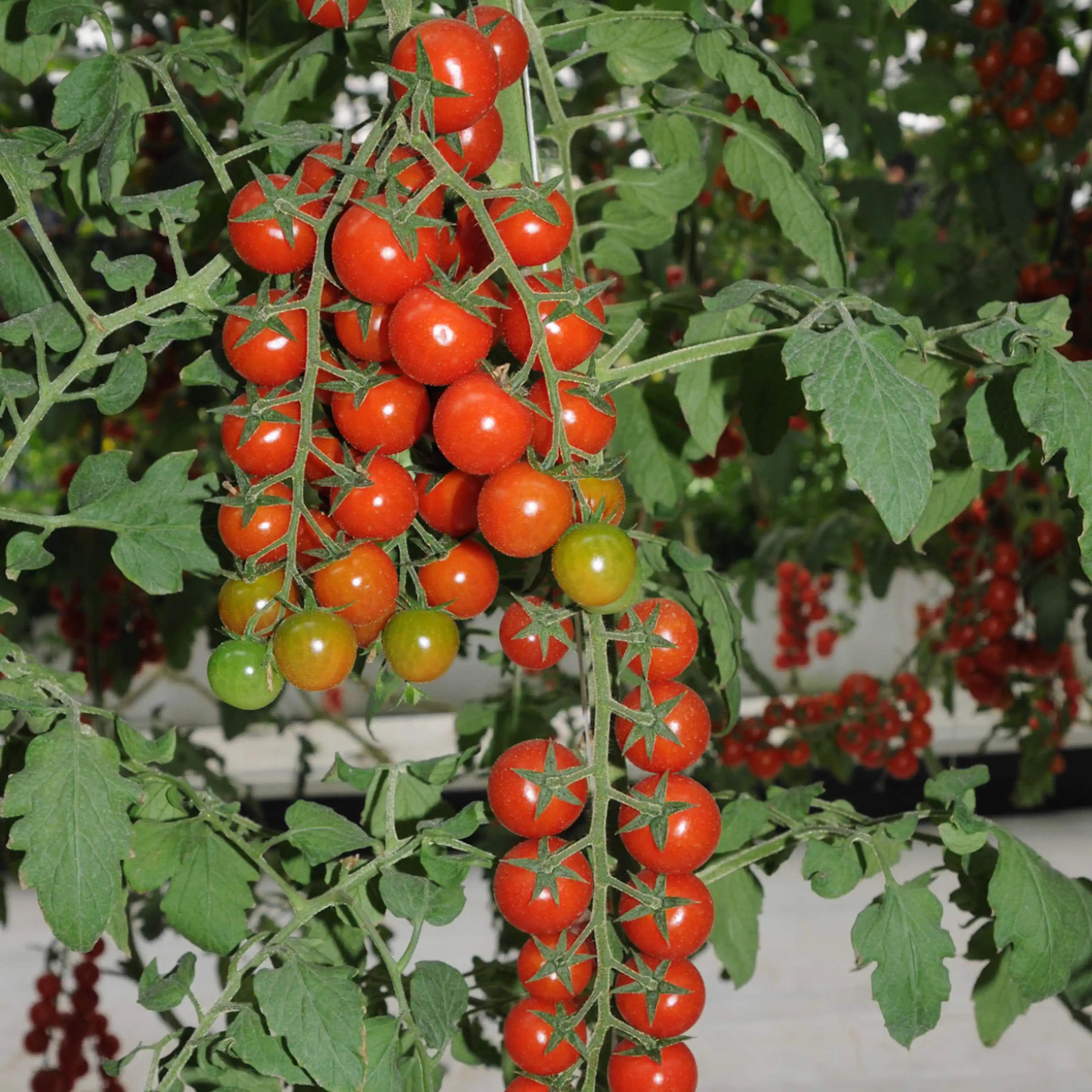 🌱 Εύκολο στην καλλιέργεια 🍅 Σπόροι για ντοματίνια καταρράκτη – υψηλή απόδοση