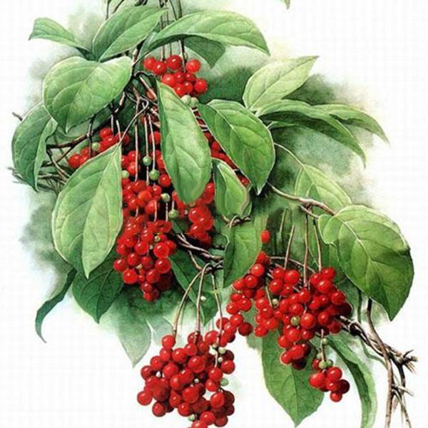Egrow 50Pcs（100Pcs）/Pack Schisandra Seeds Chinese Magnolia Vine Edible Garden Fruit Tree Seed DIY Plants