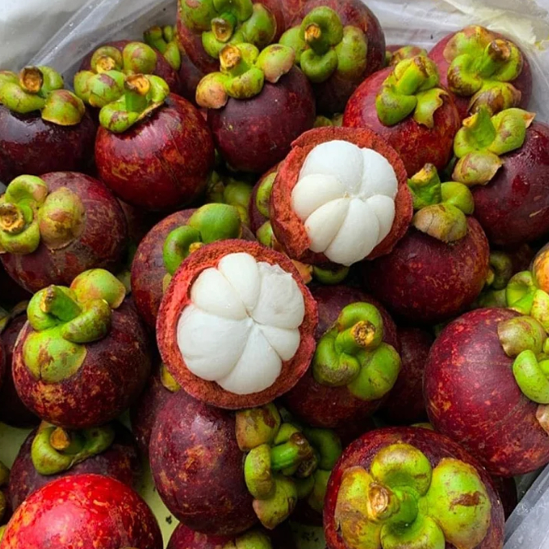 🍈SEMIENKA MANGOSTANY
