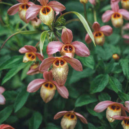 Рядко растение! Странна маймунска орхидея