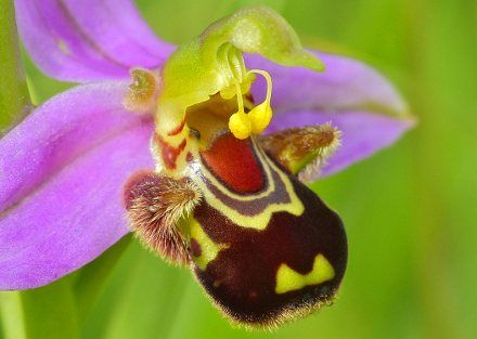 Редките семена Ophrys Apifera (🐝Смееща се пчелна орхидея)