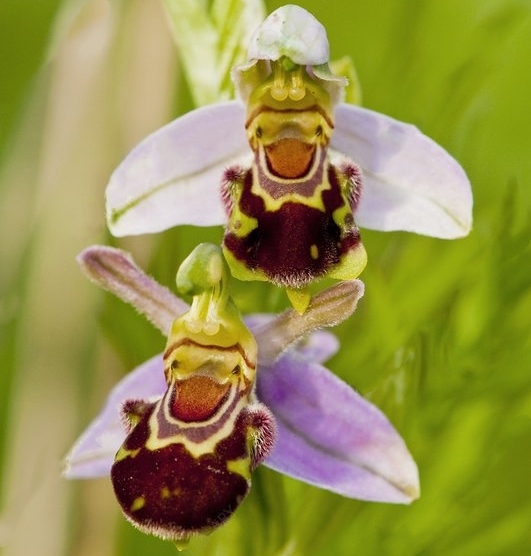 Редките семена Ophrys Apifera (🐝Смееща се пчелна орхидея)