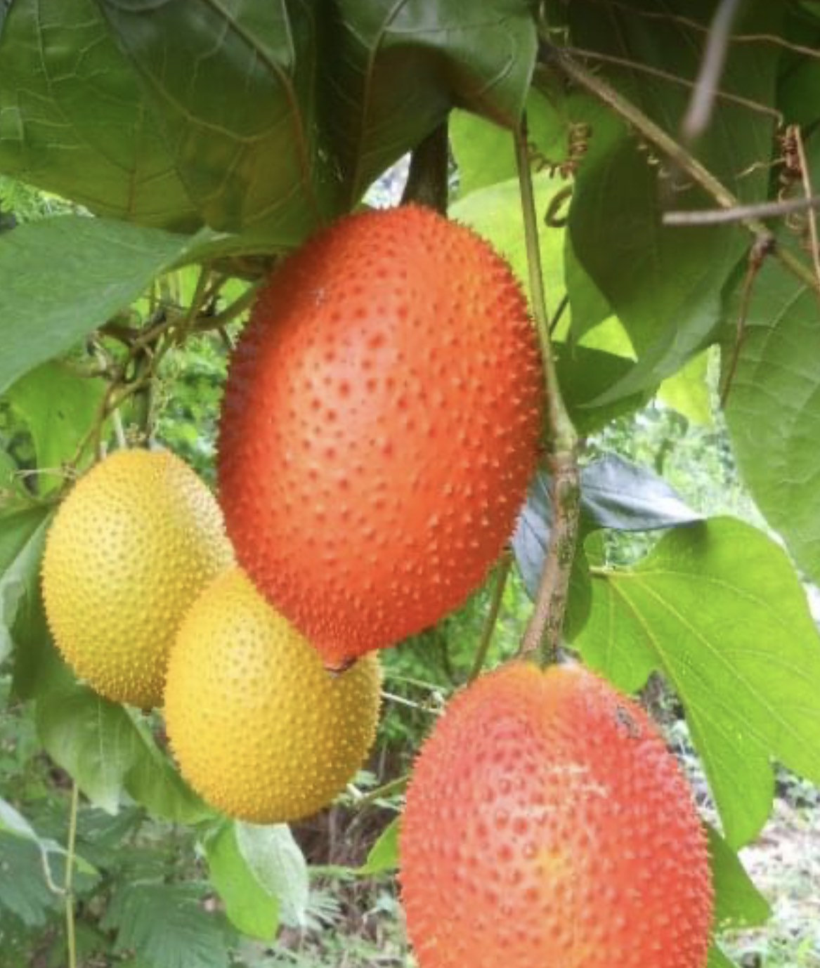 Gac fruit seeds, Gac Melon Vine Momordica Cochinchinensis seeds