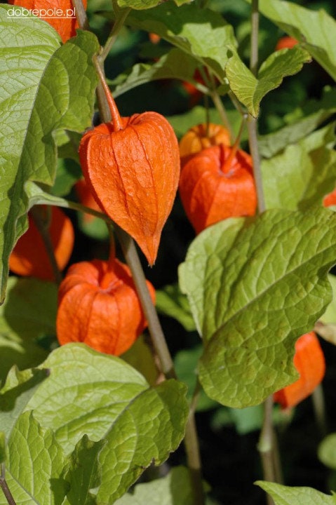 Physalis alkekengi，Strawberry groundcherry，Winter Ground Cherry - Chinese Lantern Seeds