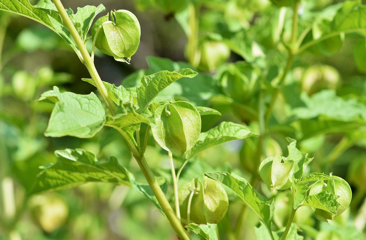Physalis alkekengi，Strawberry groundcherry，Winter Ground Cherry - Chinese Lantern Seeds