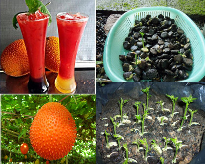 Gac fruit seeds, Gac Melon Vine Momordica Cochinchinensis seeds