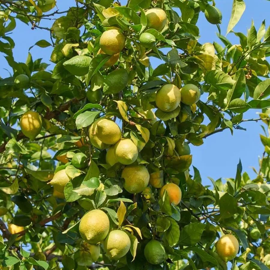 🌿 Bonsai Perfume Lemon 🍋 Grow Your Own Fragrant Mini Citrus Tree! ✨🌱
