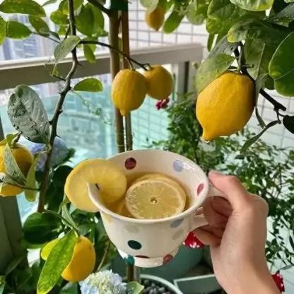 🌿 Bonsai Perfume Lemon 🍋 Grow Your Own Fragrant Mini Citrus Tree! ✨🌱