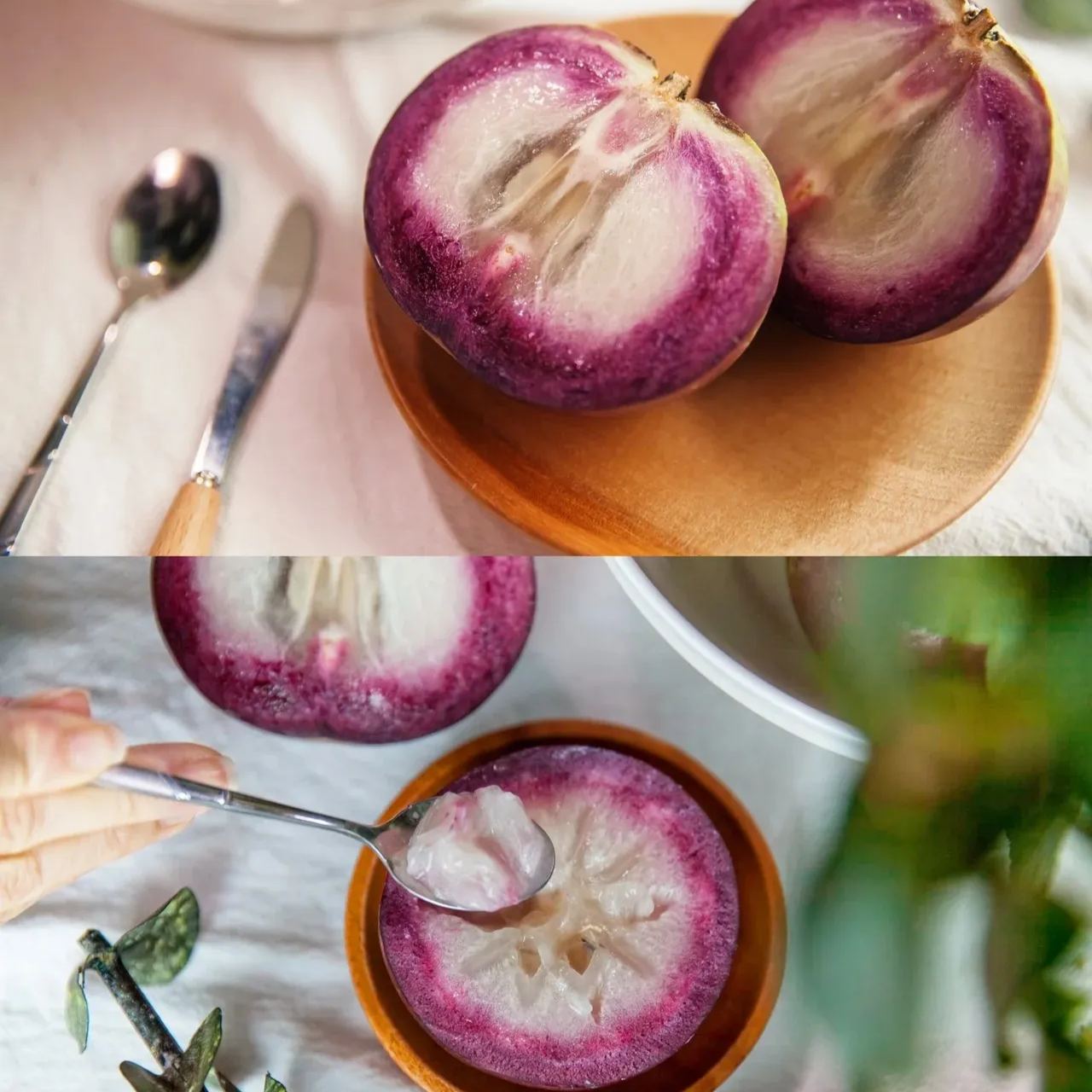 Milk Fruit Seeds-Star Apple-Chrysophyllum Cainito