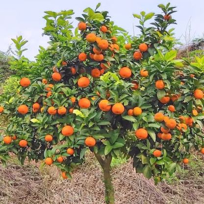 🍊Potted Sugar Tangerine Seeds