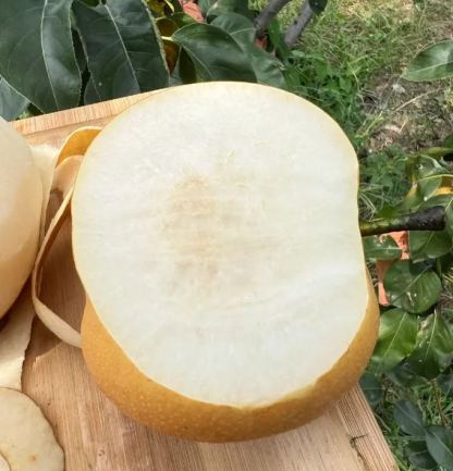 🍂Akizuki Pear Seeds-Big, sweet, and juicy🍐