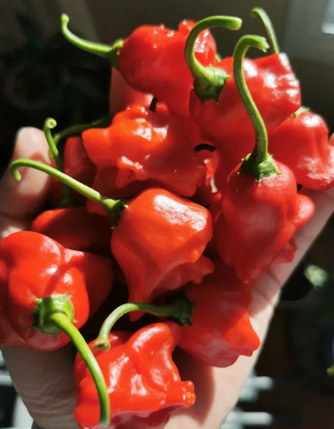 🎄Christmas Bell Peppers Seeds🌶️