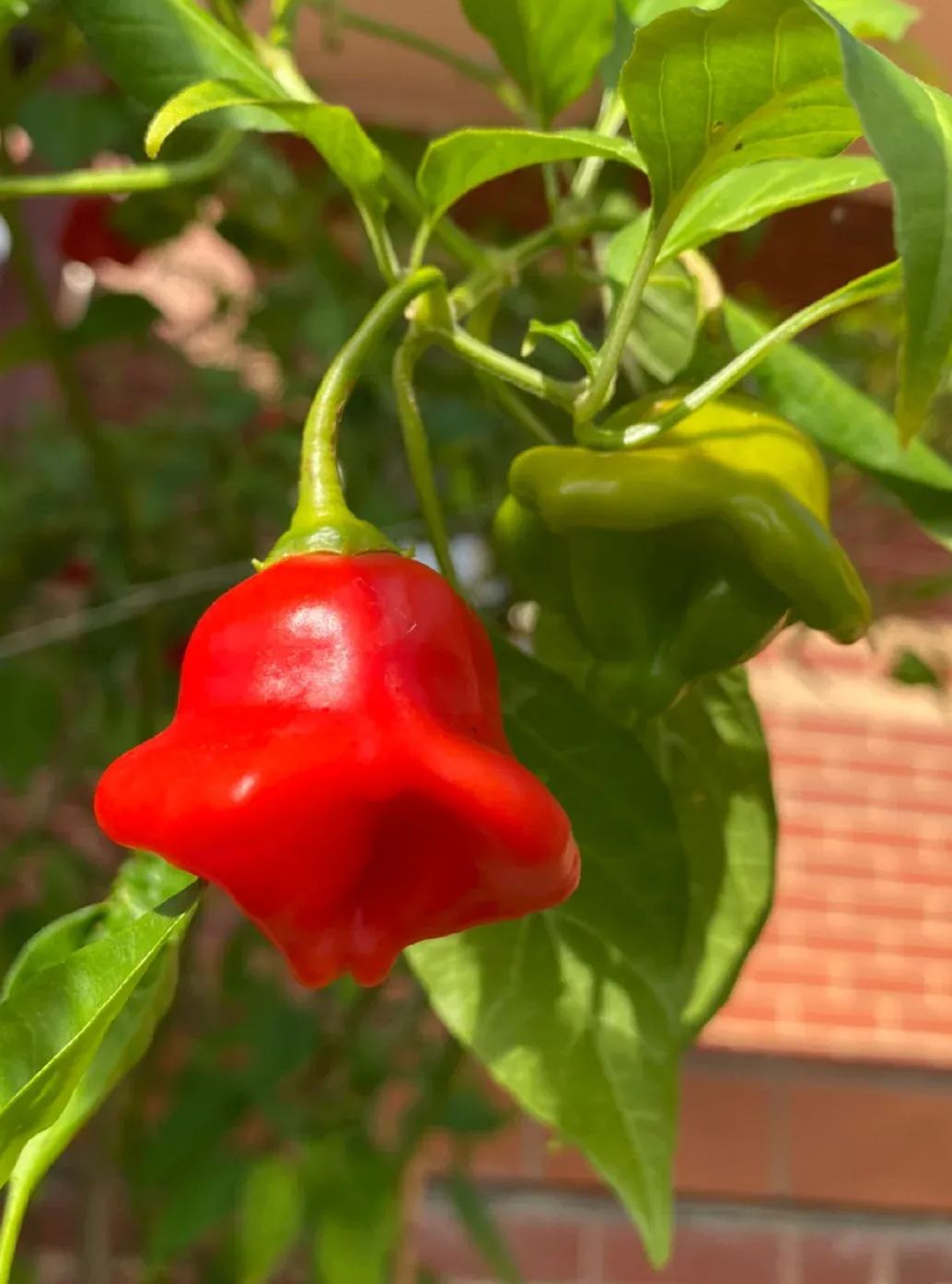 🎄Christmas Bell Peppers Seeds🌶️