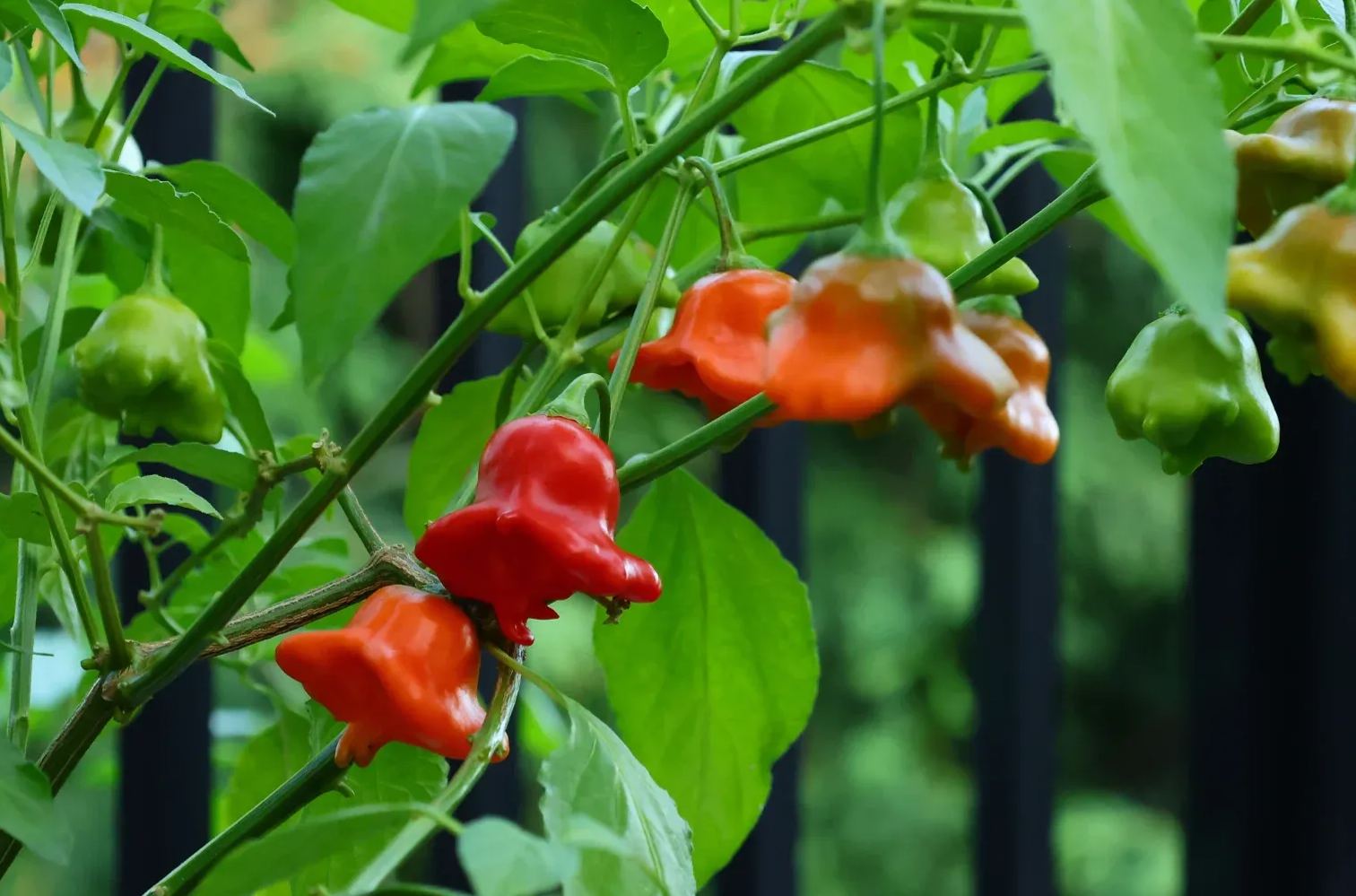 🎄Christmas Bell Peppers Seeds🌶️