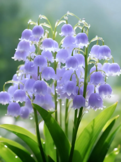 🌸Рядка розова момина сълза