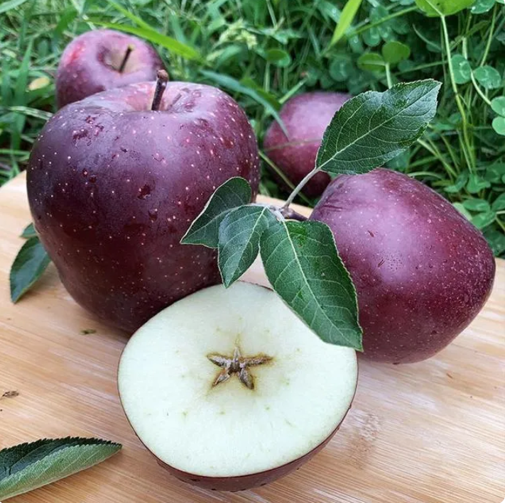 🍎Редки семена от златна ябълка