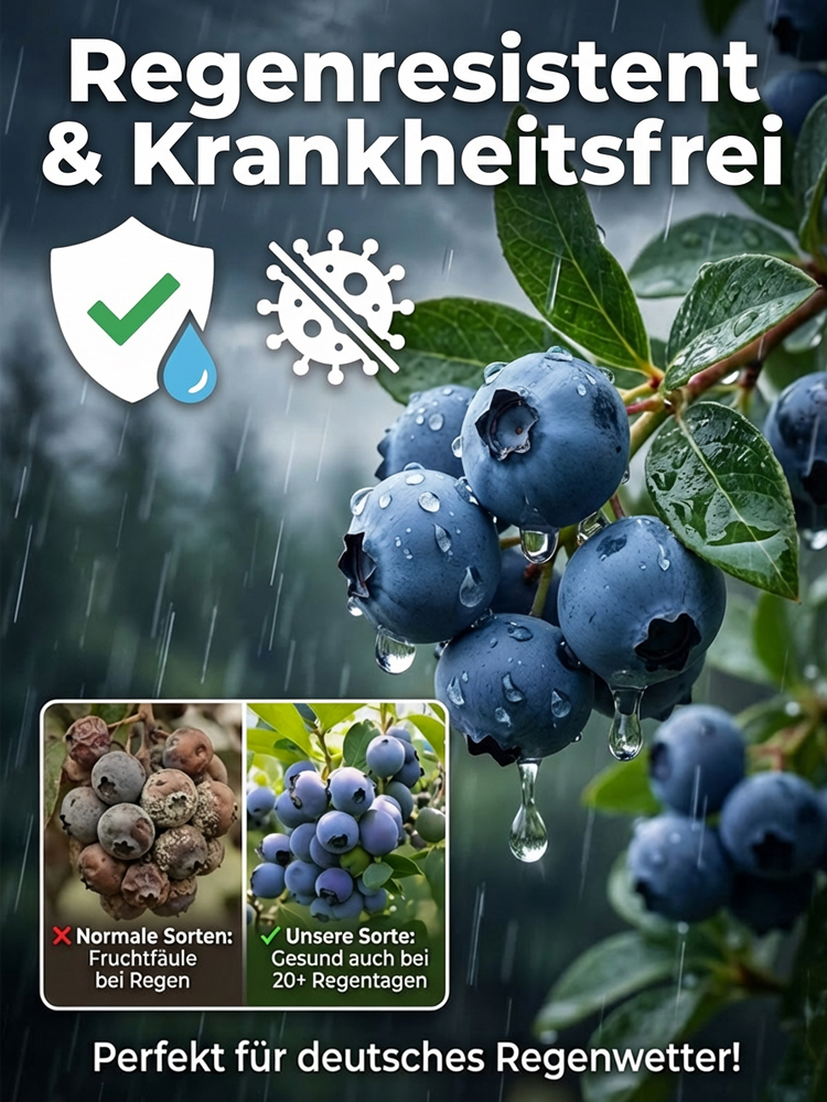 💦Mosel Riesen Blaubeere wächst gut. Ab Juni erntebereit!🫐 Eine robuste Sorte, speziell für das extreme Klima Deutschlands entwickelt.Winterhart bis -30 Grad💯XXL-Ertrag bis 10kg pro Pflanze🌱100 Prozent Bio-tauglich