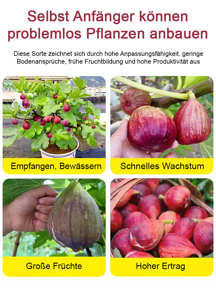 🍃【100% überlebensgarantie】Delicious, homegrown fruit，Für 7 € mehr erhalten Sie eine zweite Pflanze!