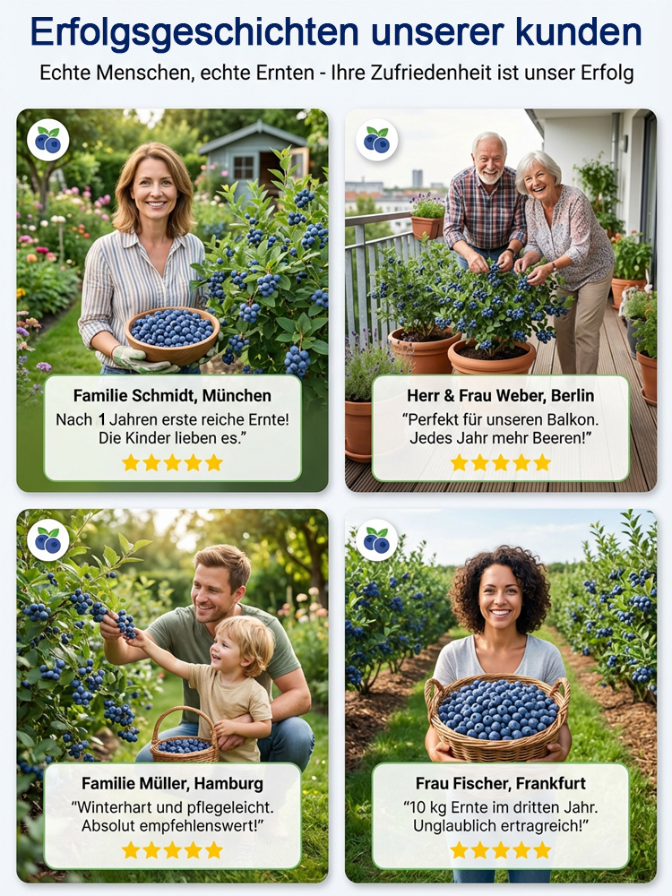 💦Mosel Riesen Blaubeere wächst gut. Ab Juni erntebereit!🫐 Eine robuste Sorte, speziell für das extreme Klima Deutschlands entwickelt.Winterhart bis -30 Grad💯XXL-Ertrag bis 10kg pro Pflanze🌱100 Prozent Bio-tauglich