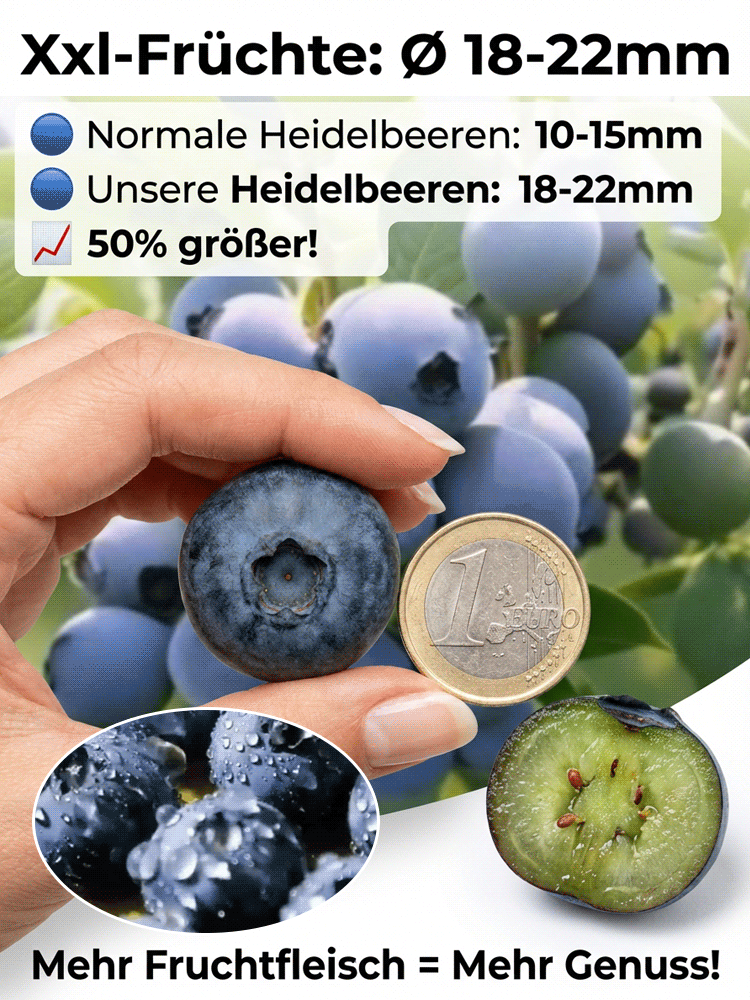 💦Mosel Riesen Blaubeere wächst gut. Ab Juni erntebereit!🫐 Eine robuste Sorte, speziell für das extreme Klima Deutschlands entwickelt.Winterhart bis -30 Grad💯XXL-Ertrag bis 10kg pro Pflanze🌱100 Prozent Bio-tauglich