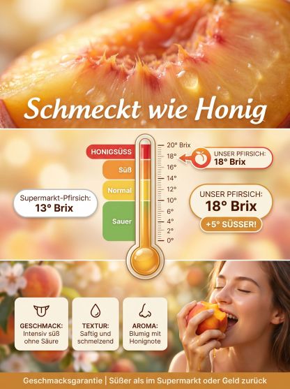 XXXL-Honigpfirsichbaum (18° Brix) | Ernte im 1. Jahr & Winterhart bis -20°C | GMP-Zertifiziert | Exklusiver Mengenrabatt!