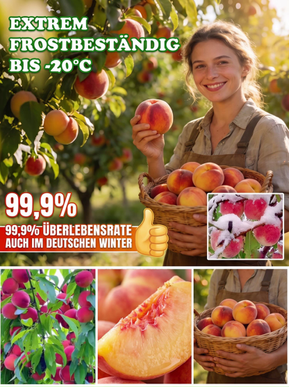 XXXL-Honigpfirsichbaum (18° Brix) | Ernte im 1. Jahr & Winterhart bis -20°C | GMP-Zertifiziert | Exklusiver Mengenrabatt!